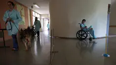 Perawat Priscila Cremer berjalan bersama anjing peliharaan bernama Pacato untuk mengunjungi pasien sebagai bagian dari program terapi hewan peliharaan setiap hari Kamis di Rumah Sakit Dukungan, Brazil. (17/11/2016). (AP Photo / Eraldo Peres)