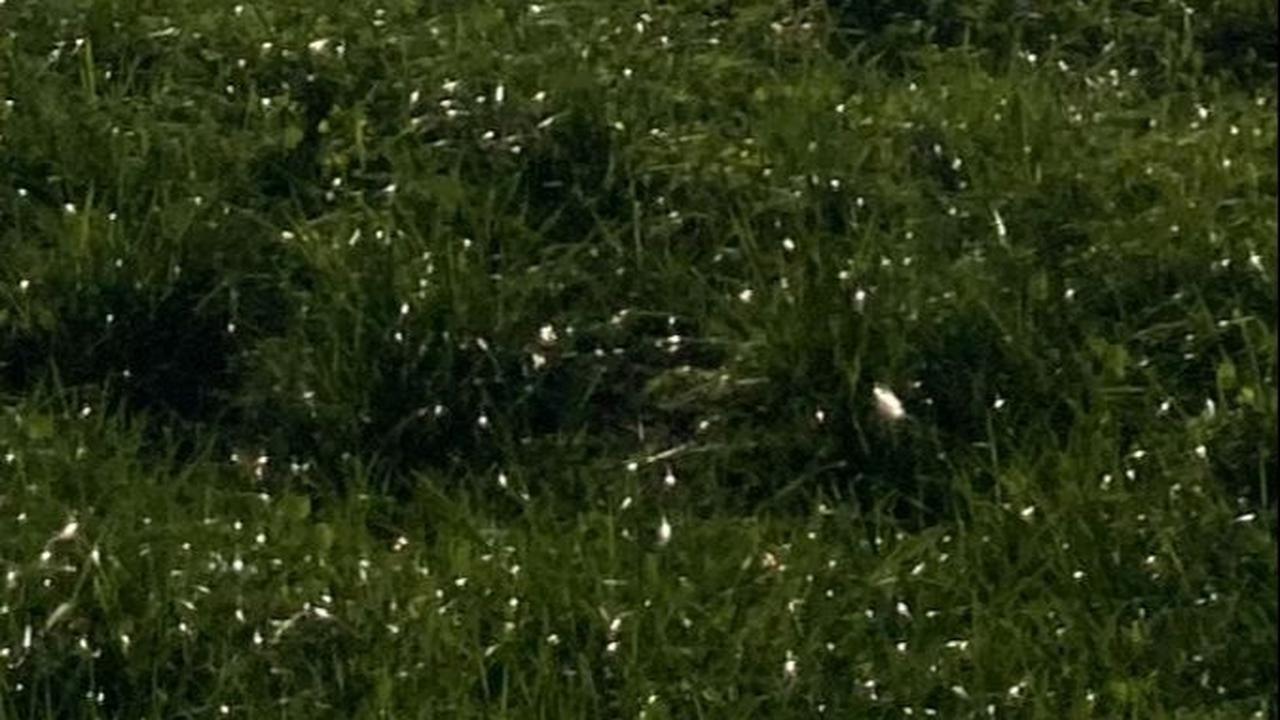5 Rumput dengan Pertumbuhan Paling Cepat