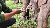 Deretan Potret Bayi Gajah Sumatera yang Baru Lahir di Way Kambas, Beratnya 64 Kilogram