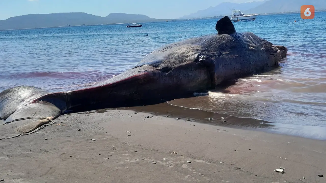 Bangkai paus sperma yang tergeletak di pinggir pantai Bulusan Banyuwangi. (Hermawan Arifianto/Liputan6.com)
