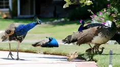 Burung merak berkumpul di jalan masuk rumah penduduk di Arcadia, California, Selasa (8/6/2021). Burung merak akhir-akhir ini menjadi gangguan bagi sebagian warga di wilayah tempat mereka berkeliaran bebas setelah program relokasi burung merak terhenti selama pandemi. (Mario Tama/Getty Images/AFP)