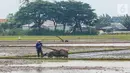 Petani membajak lahan persawahan sebelum ditanami bibit padi di Tangerang Selatan, Jumat (15/10/2020). Guna mendorong masyarakat untuk berinovasi di masa pandemi pemprov Tangsel berharap masyarakat bisa memanfaatkan lahan pertanian yang bisa mendorong laju pertumbuhan. (Liputan6.com/Fery Pradolo)