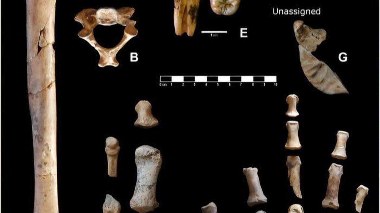 Individu dewasa dalam koleksi ini paling mencolok, dengan identifikasi sisa-sisa kedua lengannya, termasuk humerus lengkap, tangan yang hampir utuh, dan kaki, serta berbagai tulang belakang dan rusuk.