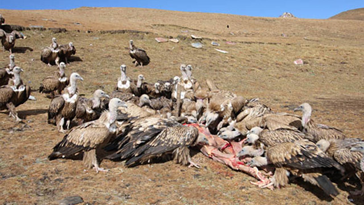 Tradisi Pemakaman Langit di Tibet yang Bikin Merinding Bulu Kuduk