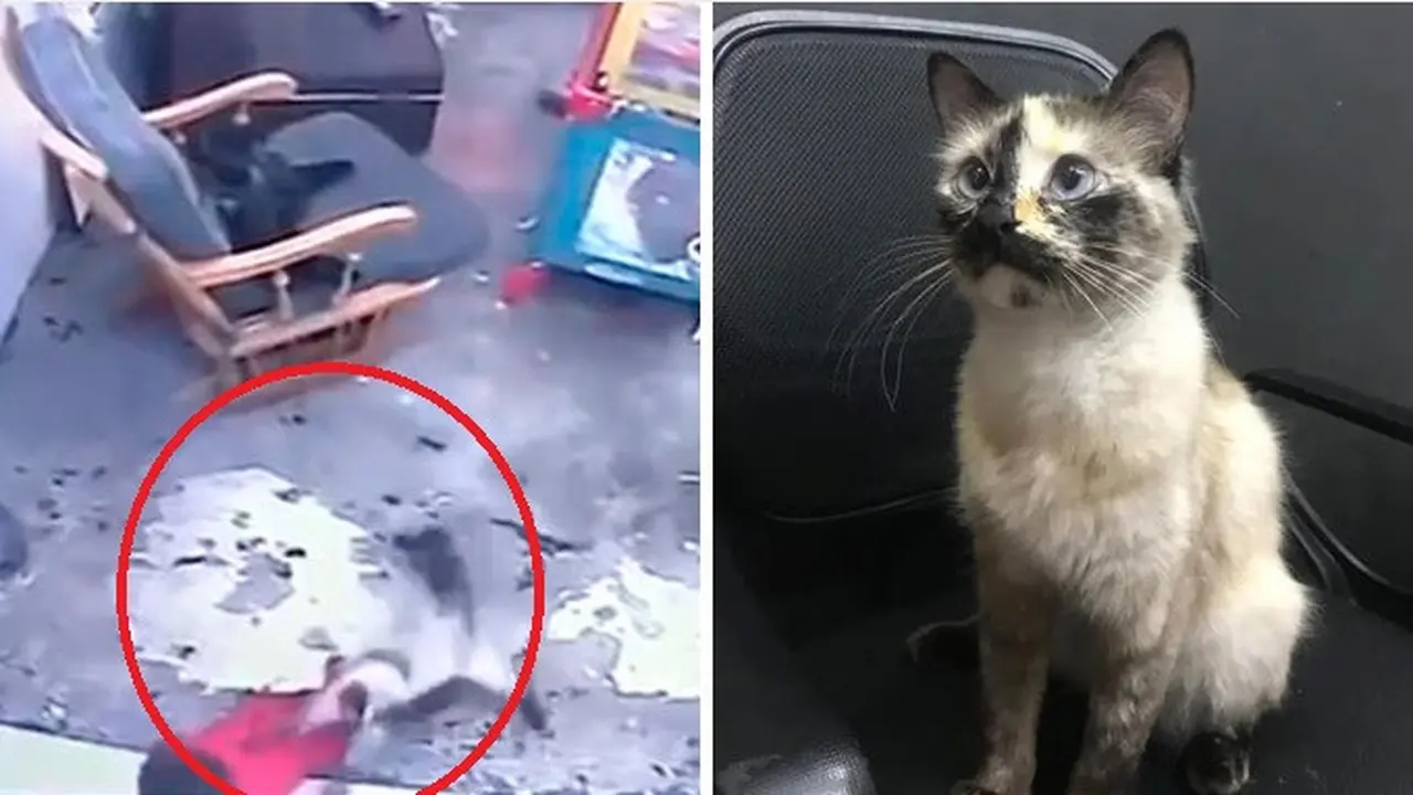 kucing selamatkan bayi