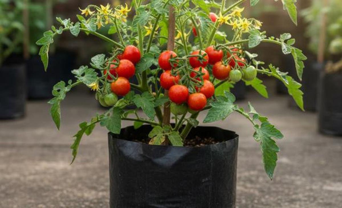 Polybag Gardening untuk Pemula, Panduan Lengkap dari Pembelian Benih Sampai Panen 30 Hari