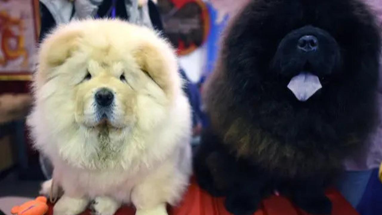 Ternyata, Kondisi Ekonomi Pemilik Bisa Menentukan Kebiasaan Menggonggong Anjing