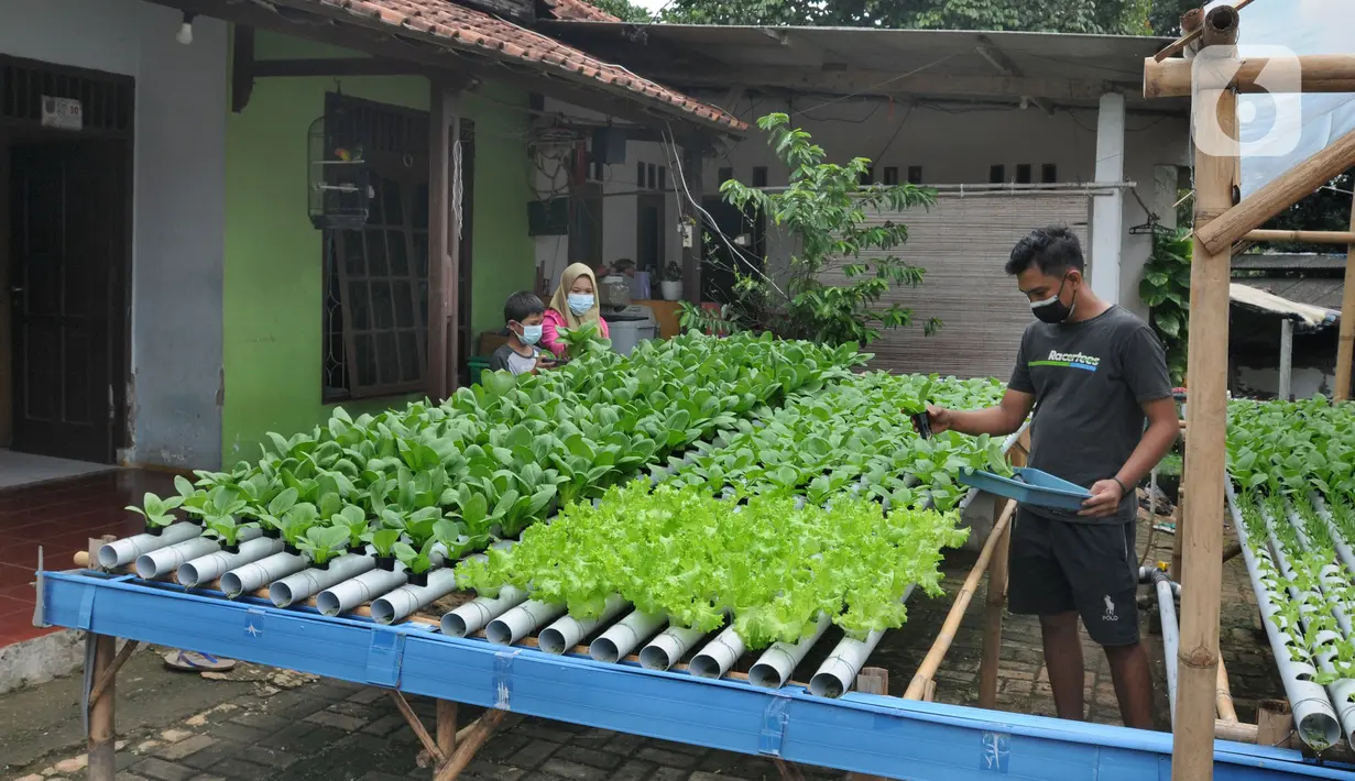 Warga melakukan panen sayuran pakcoy dengan sistem hidroponik di halaman rumahnya di Bojongsari, Depok, Jawa Barat, Senin (7/3/2022). Panen sayuran pakcoy dengan sistem hidroponik dapat menghasilkan pendapatan rata-rata 2 juta hingga Rp 2,5 juta/bulan. (merdeka.com/Arie Basuki)