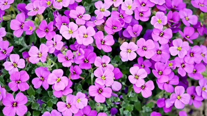 Kompetisi bunga internasional