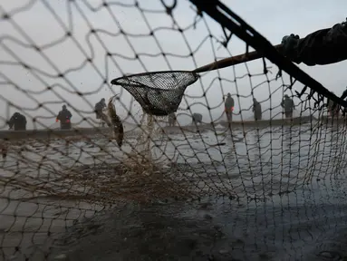 Nelayan memindahkan ratusan ikan mas yang tertangkap jala saat tradisi panen ikan secara tradisional di dekat desa Mazelov, Republik Ceko, 15 November 2018. Tradisi panen ikan mas ini biasa dilakukan tahunan menjelang musim Natal. (AP/Petr David Josek)