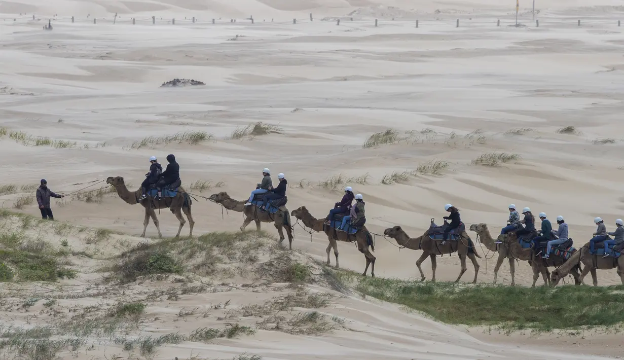 Wisatawan menikmati perjalanan manaiki unta dipandu pawangnya di sepanjang bukit pasir di Stockton Beach, Australia, Jumat (6/11/2020). Stockton Beach adalah rumah bagi bukit pasir bergerak terbesar di Belahan Bumi Selatan dengan beberapa di antaranya Tinggi 30 meter (98 kaki). (AP Photo/Mark Baker)