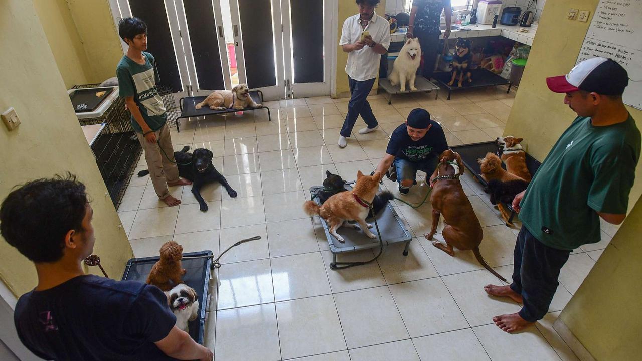 Playgroup khusus anjing di Depok