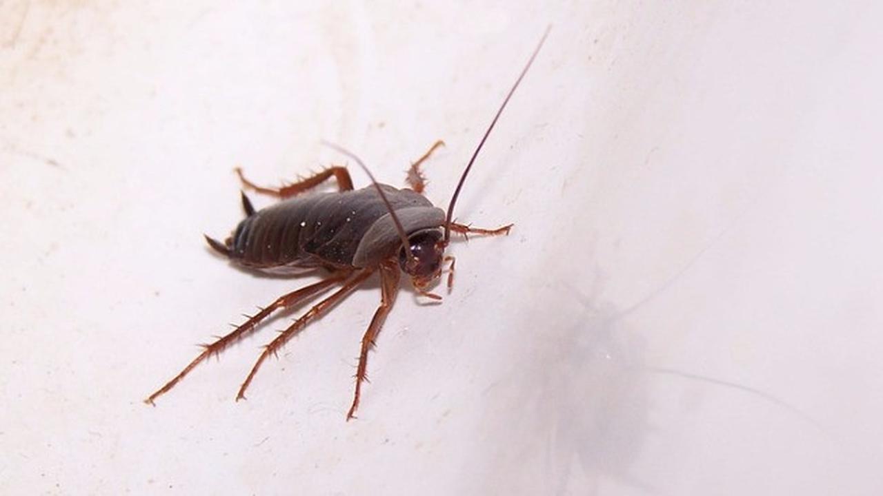 Ngeri, Ada Kecoak Bersarang di Lubang Hidung Wanita 43 Tahun 