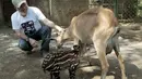 Momen unik di Kebun Binatang Nasional Managua, Nikaragua, Kamis (14/4). Seekor anak Tapir menyusu pada seekor kambing.(Reuters/ Oswaldo Rivas)