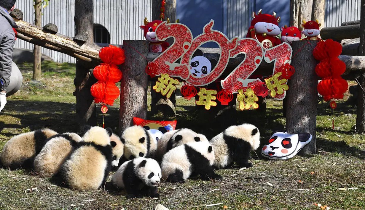 Bayi panda duduk dekat pajangan untuk Tahun Baru Imlek yang akan datang di Pusat Penelitian dan Konservasi China untuk Panda Raksasa di Cagar Alam Wolong, Provinsi Sichuan, China, 3 Februari 2021. Sepuluh bayi panda memulai debutnya menjelang Imlek di Cagar Alam Wolong. (Chinatopix via AP)