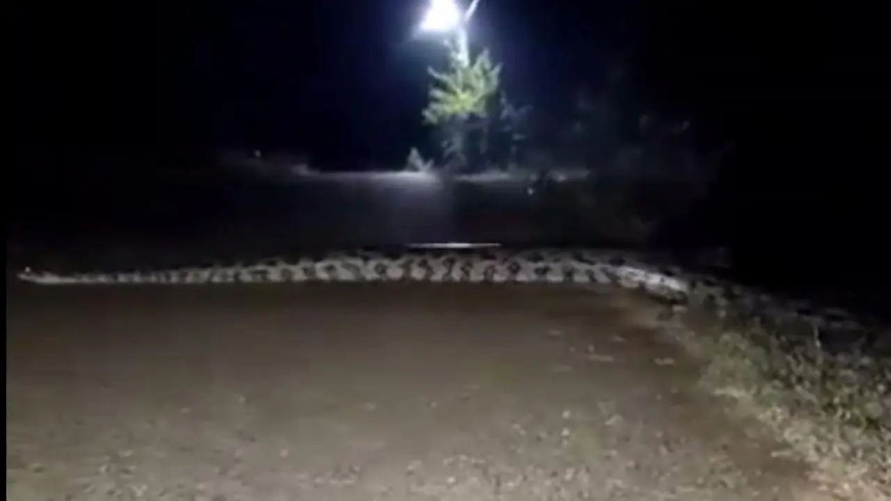 Penampakan ular piton saat keluar malam hari di Bojonegoro. (Istimewa)