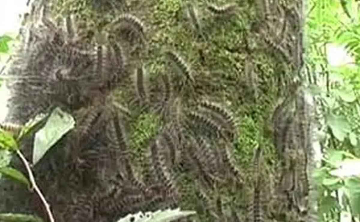 Ulat Bulu