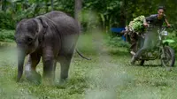 Pesepeda motor melintas dekat bayi gajah di Pusat Latihan Gajah, Saree, Aceh, Sabtu (23/8). Kondisi luka pada kaki bayi gajah akibat terkena jerat pada awal Mei 2018 lalu itu terus membaik dan tinggal menunggu proses penyembuhan. (AFP/CHAIDEER MAHYUDDIN)