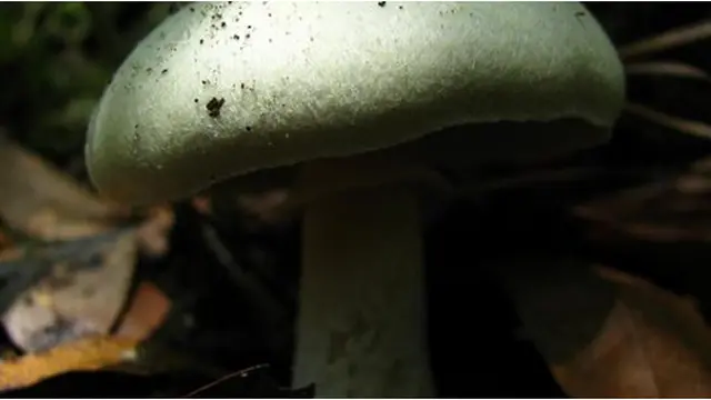 Courtesy environmentalgrafitti.com