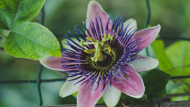 ilustrasi passion flower yang bermanfaat untuk mengatasi kecemasan