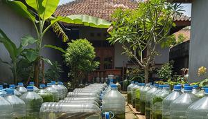 Ilustrasi Ternak Ikan Gabus. (Foto: AI)