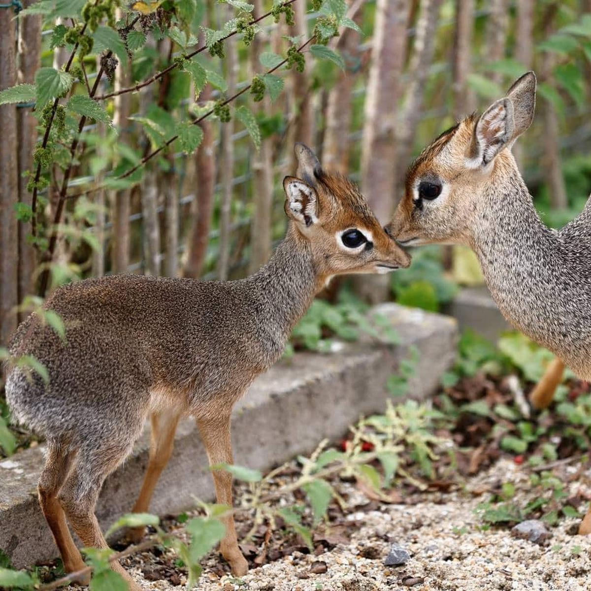 Dik-Dik