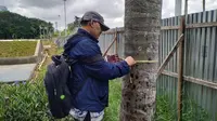 Rombongan tim asistensi komisi pengarah Kawasan Medan Merdeka mengambil sampel pohon, tanah, dan vegetasi yang masih tertanam di Monas, Rabu (26/2/2020). (Merdeka.com/Yunita Amalia)