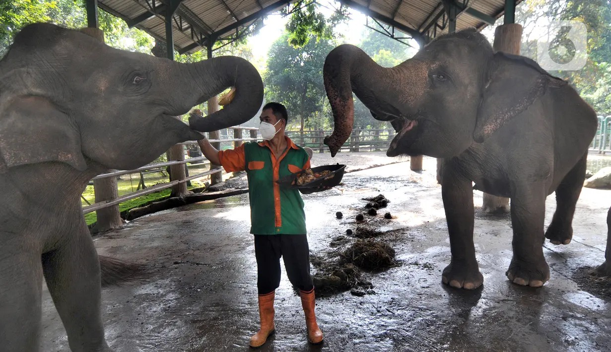 Penjaga kandang memberi makan Gajah Sumatera (Elephas Maximus Sumatranus) di Taman Margasatwa Ragunan (TMR), Jakarta, Selasa (23/2/2021). Walau masih tutup akibat pendemi COVID-19, pelayanan terhadap satwa di TMR tetap berjalan setiap hari dan sesuai protokol kesehatan. (merdeka.com/Arie Basuki)