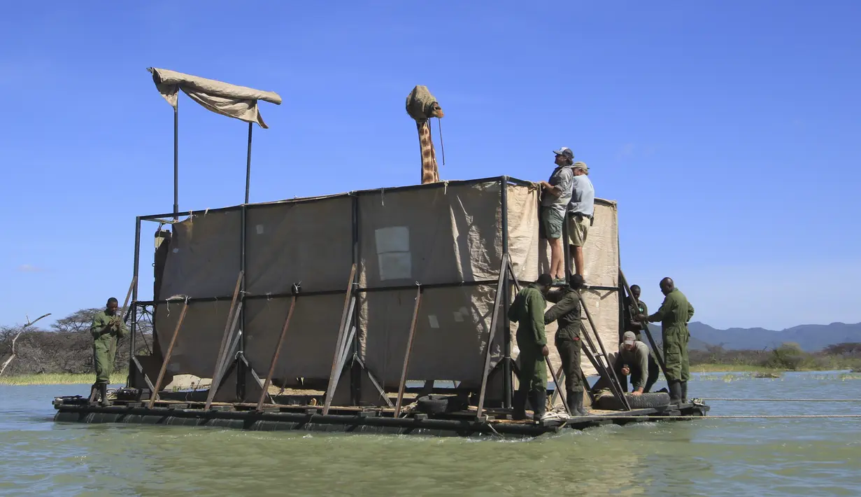 Jerapah jenis Rothschild yang terancam punah, ditutup matanya agar tetap tenang, diapungkan di atas tongkang baja yang dibuat khusus untuk dipindahkan dari pulau yang terendam banjir di Danau Baringo, Kenya dalam gambar yang diambil pada 2 Desember 2020. (Northern Rangelands Trust via AP)