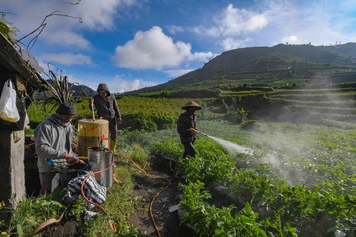 FOTO: Petani Kentang Dieng Terpinggirkan di Tengah Turunnya Harga Pupuk Subsidi