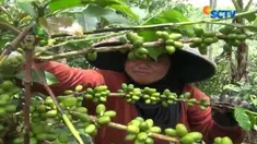 Pola tumpang sari dengan tanaman jeruk pringon, menghasilkan buah kopi beraroma jeruk.