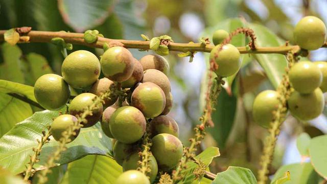 Buah Matoa