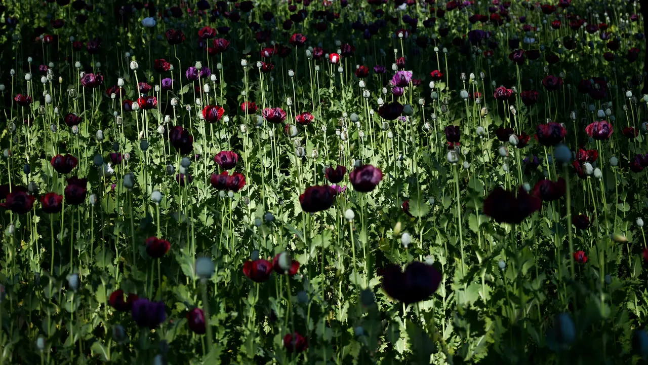 Mengintip Ladang Opium di Myanmar