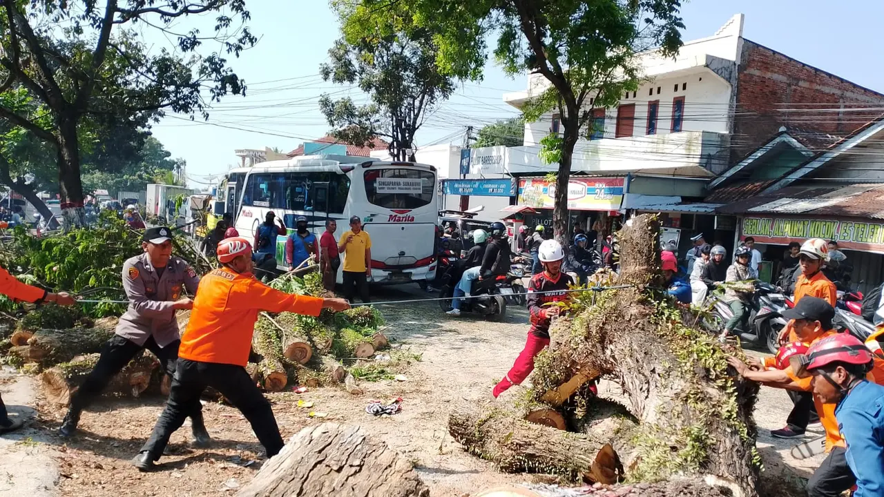 Jalur Nasional Cianjur Lumpuh 2 Jam Akibat Pohon Tua Roboh Menimpa Avanza hingga Angkot
