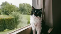 Kucing Bisa Alami Gangguan Ginjal, Kenali Gejalanya