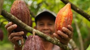 Kemendag: Harga Kakao Naik Drastis Akibat Cuaca Buruk dan El Nino