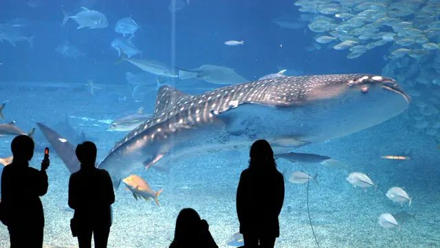 Okinawa Churaumi Aquarium