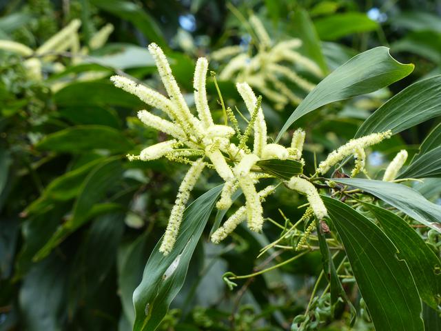 Aroma Normal Sperma Itu Seperti Bunga Akasia Health Liputan6 Com
