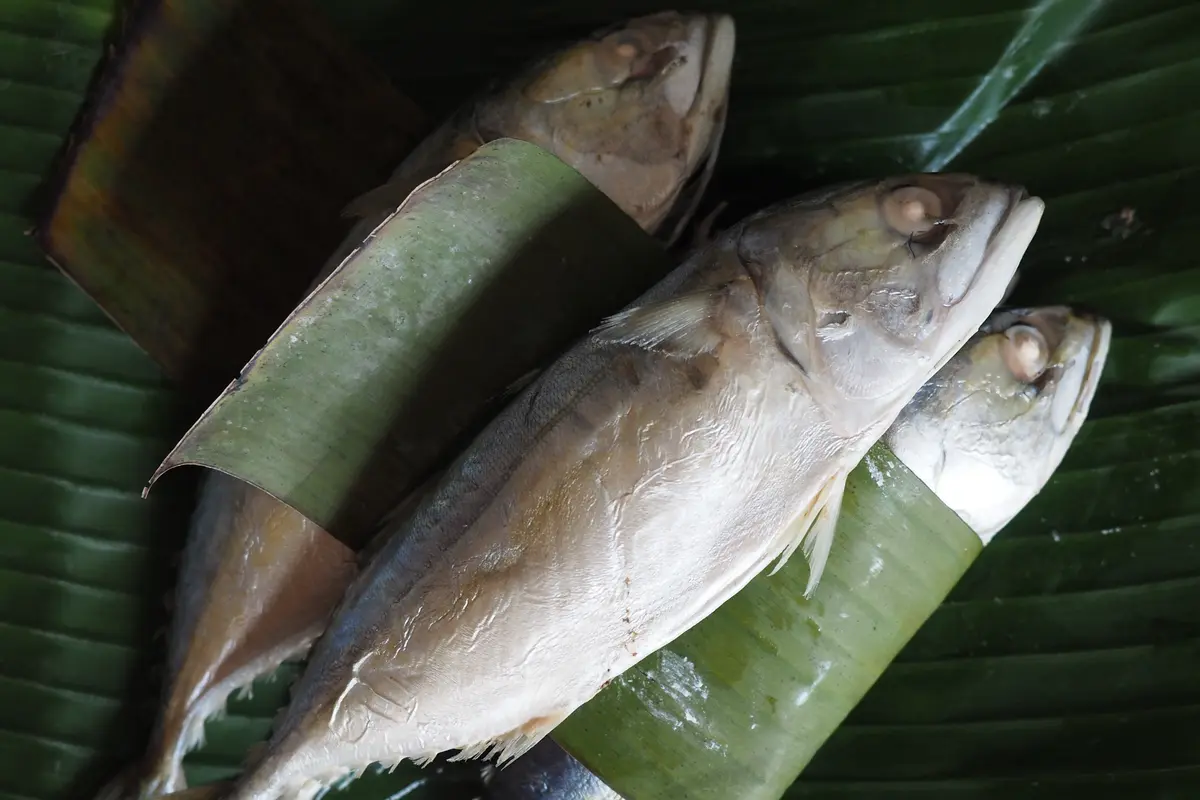 Ikan
