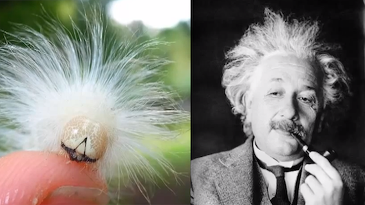 Ulat mirip Albert Einstein. (mnn.com)