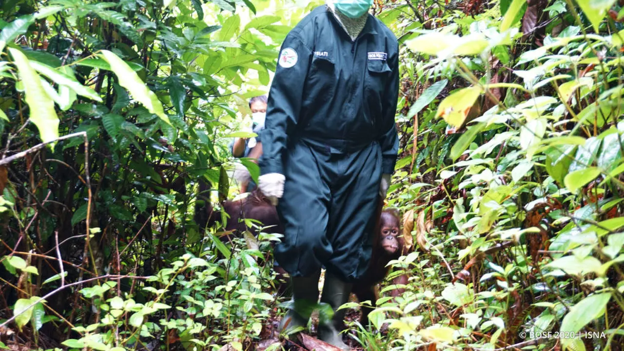 Dilema BOSF Merawat Orangutan Saat Pandemi Corona COVID-19, Beli Masker Bedah Harga Selangit