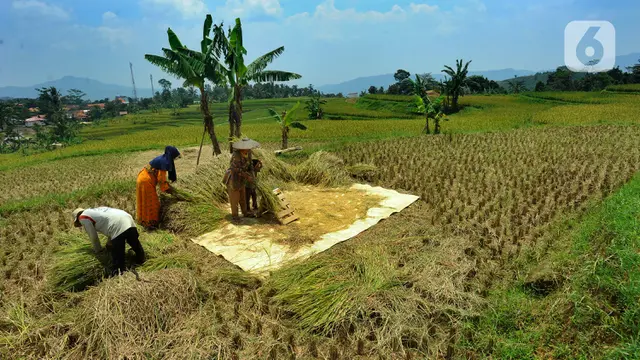 Harga Gabah Tinggi, Pemerintah Lakukan Penyesuaian HET dan HPP