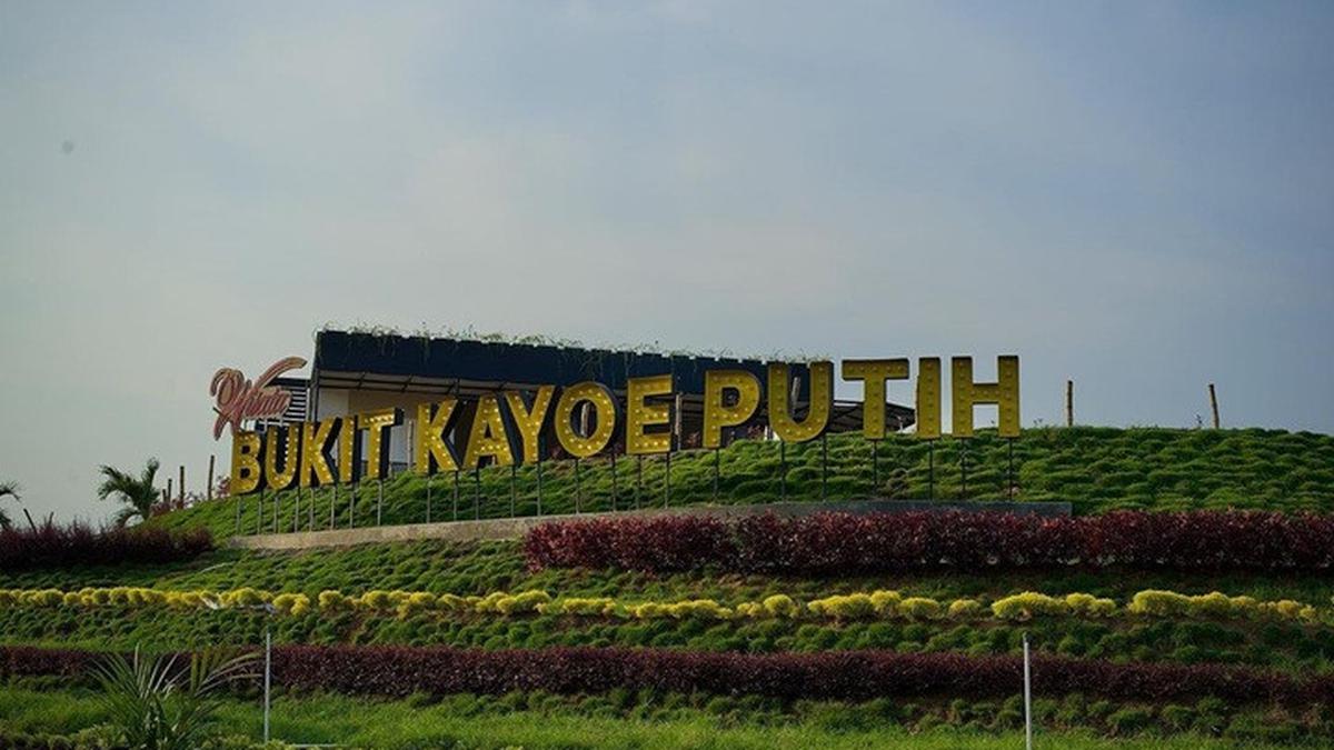 Wisata Bukit Kayoe Putih Mojokerto, Petualangan Menyegarkan di Hutan Kayu Putih