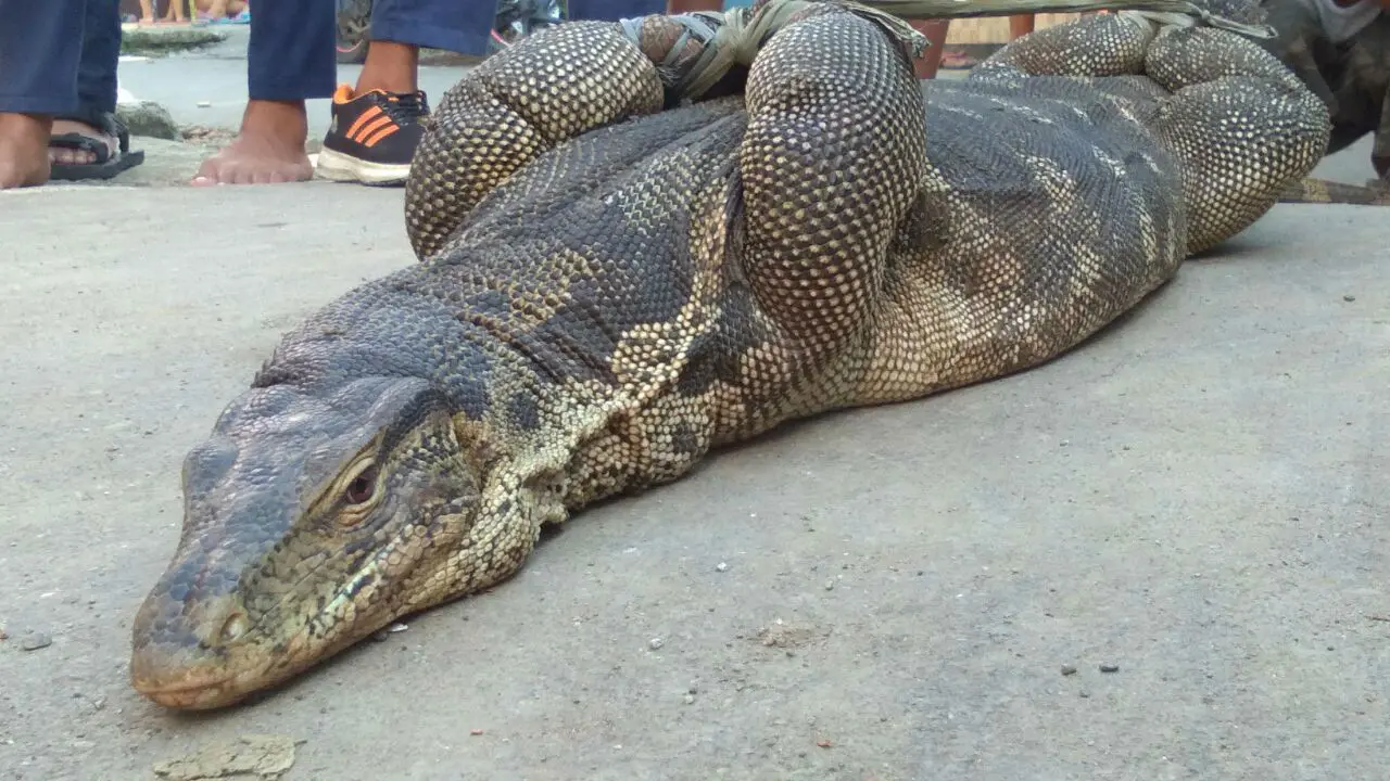 Biawak Pemakan Ternak Ditangkap Warga Cirebon