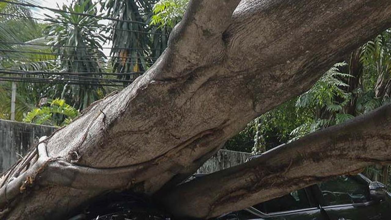 FOTO: Cuaca Cerah, Pohon Besar di Dekat Rumah Prabowo Tiba-Tiba Tumbang dan Timpa Mobil Sampai Ringsek