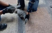 Damkartan Lombok Timur Jinakkan Biawak Raksasa Masuk Rumah Warga, Ternyata Begini Cara Evakuasinya!