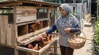 Cara Mudah Supaya Ayam Ternak Cepat Bertelur Banyak, Rahasia Produksi Telur Melimpah