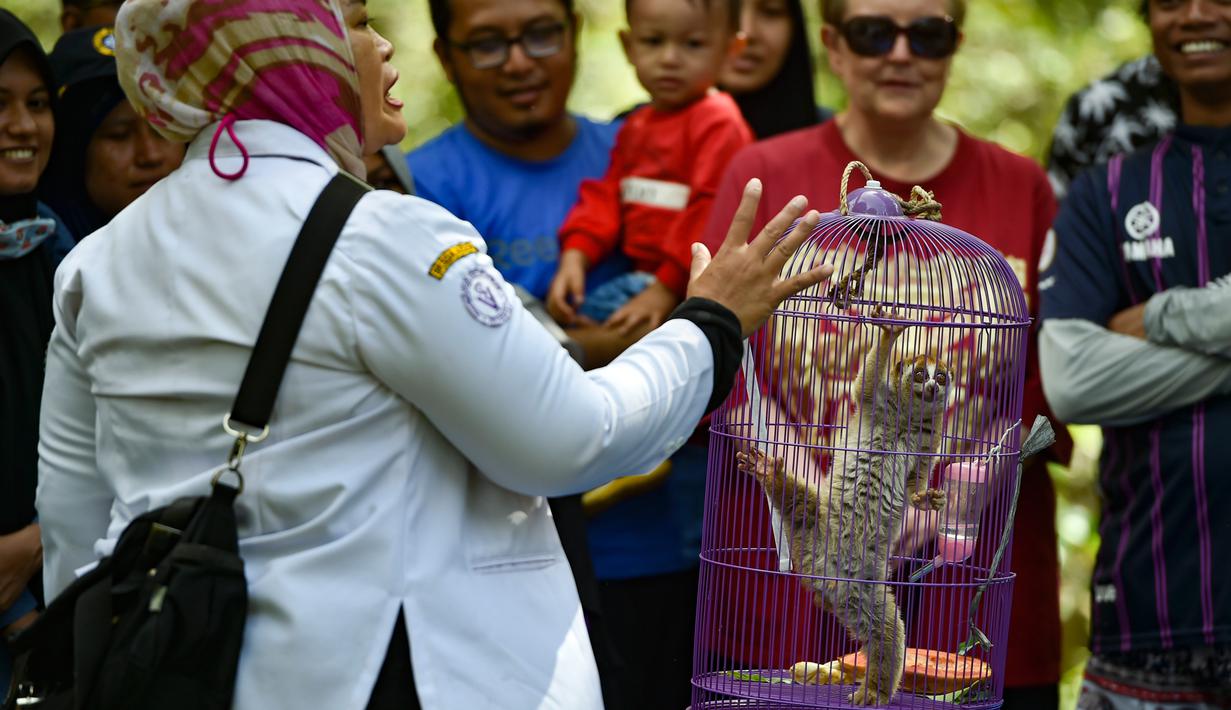 FOTO: BKSDA Aceh Lepas Liar Dua Satwa Dilindungi ...