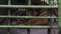 Harimau sumatera bernama Bintang Baringin di Medan Zoo (Reza Efendi)