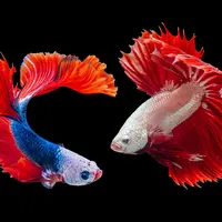 Mimpi melihat ikan hias/Copyright unsplash.com/Worachat Sodsri